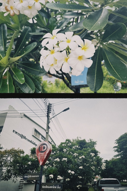 学校鸡蛋花.jpg