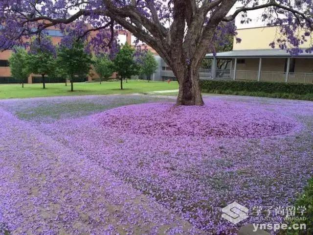 西悉尼大学